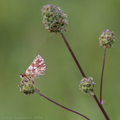 Kalkgraslanddikkopje - Red-underwing Skipper - Spialia sertorius