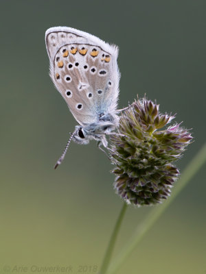 Vlaggewikkeblauwtje - Eros Blue - Polyommatus eros