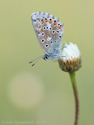 Adonisblauwtje - Adonis Blue - Polyommatus bellargus