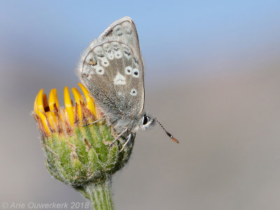 Noordelijk Manschildblauwtje - Glandon Blue - Agriades glandon