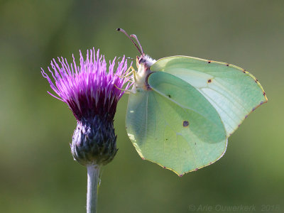 Cleopatra - Cleopatra - Gonepteryx cleopatra