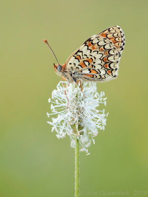 Knoopkruidparelmoervlinder - Knapweed Fritillary - Melitaea phoebe