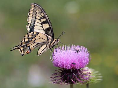 Koninginnenpage - Swallowtail - Papilio machaon