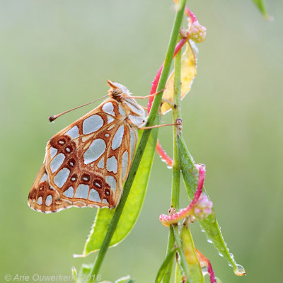 Kleine Parelmoervlinder - Queen of Spain Fritillary - Issoria lathonia