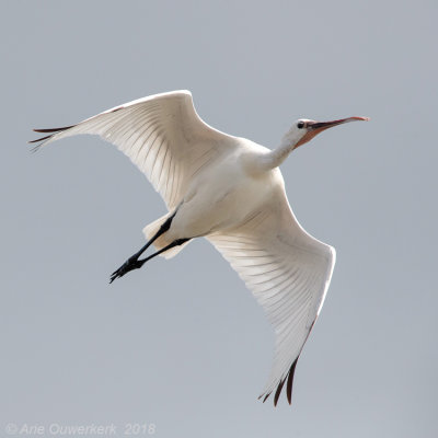 Lepelaar - Eurasian Spoonbill - Platalea leucorodia