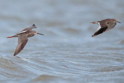 Spotted Redshank - Zwarte Ruiter - Tringa erythropus