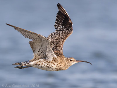 Wulp - Eurasian Curlew - Numenius arquata