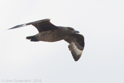 Grote Jager - Great Skua - Stercorarius skua