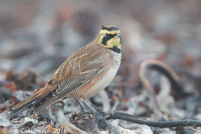 Strandleeuwerik - Shore (Horned) Lark - Eremophila alpestris