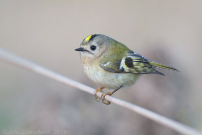 Goudhaantje - Goldcrest - Regulus regulus