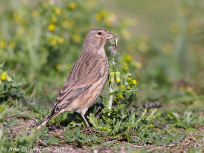 Kneu - Common Linnet - Carduelis cannabina