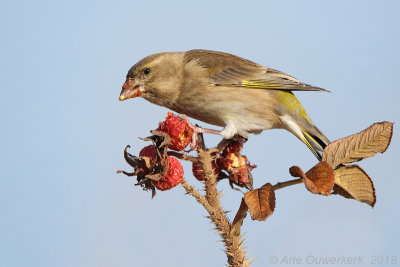 Groenling - European Greenfinch - Carduelis chloris