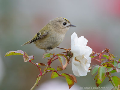 Goudhaantje - Goldcrest - Regulus regulus