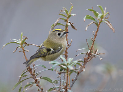 Goudhaantje - Goldcrest - Regulus regulus