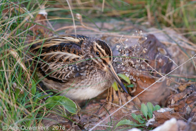 Bokje - Jack Snipe - Lymnocryptes minimus