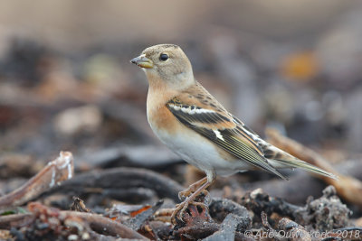 Keep - Brambling - Fringilla montifringilla