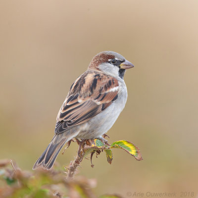 Huismus - House Sparrow - Passer domesticus