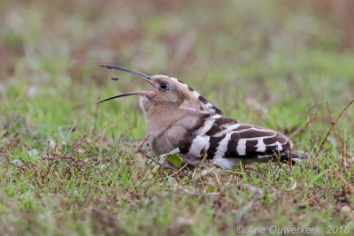 Hop - Eurasian Hoopoe - Upupa epops