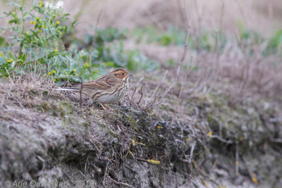 Dwerggors - Little Bunting - Emberiza pusilla