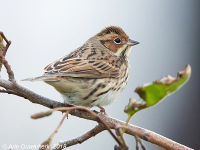 Dwerggors - Little Bunting - Emberiza pusilla