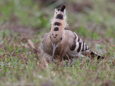 Hop - Eurasian Hoopoe - Upupa epops