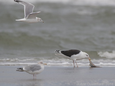 Grote Mantelmeeuw - Greater Black-backed Gull - Larus marinus