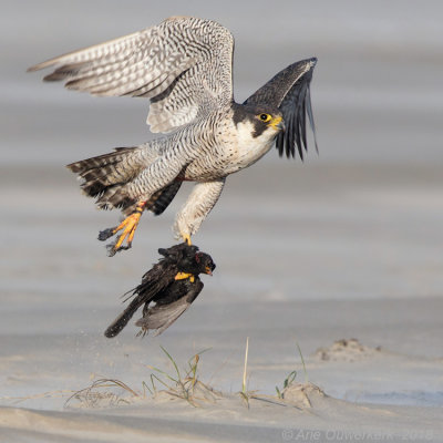 Slechtvalk - Peregrine Falcon - Falco peregrinus