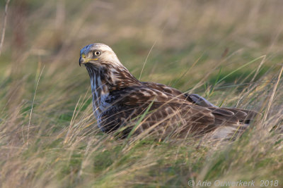 Ruigpootbuizerd - Rough-legged Buzzard - Buteo lagopus