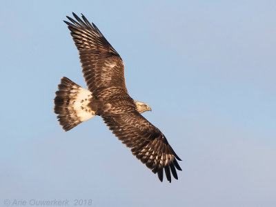 Ruigpootbuizerd - Rough-legged Buzzard - Buteo lagopus