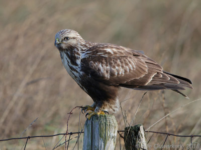 Ruigpootbuizerd - Rough-legged Buzzard - Buteo lagopus