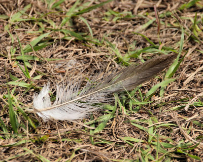 Feather