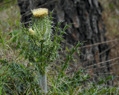 Horrible Thistle 