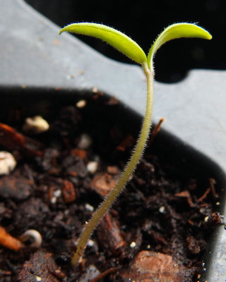 Mundane - Tomato plant one inch high