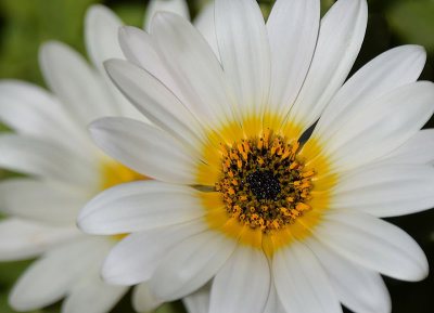 White Daisies