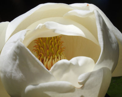Magnolia Blossom