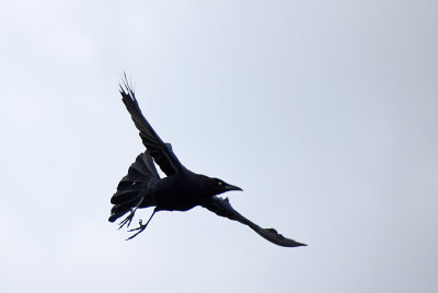 Great Tailed Grackle