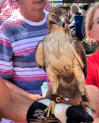 Week #4- Juvenile Red Tailed Hawk