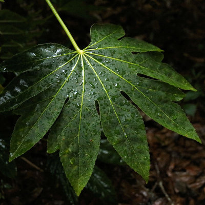Week #1 - Wet Leaf