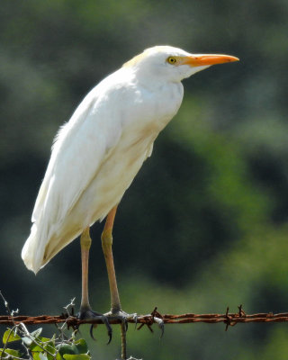 Cattle Egret on the Fence
