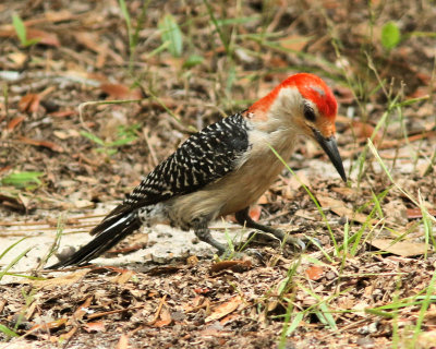 Week #3 - Woodpecker