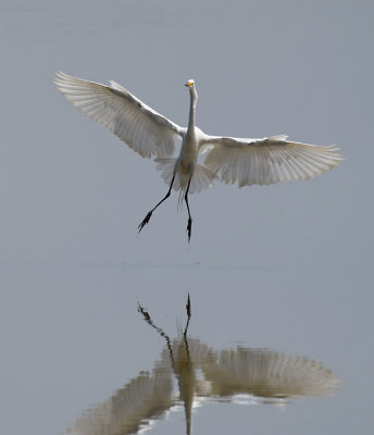 Incoming Great Egret