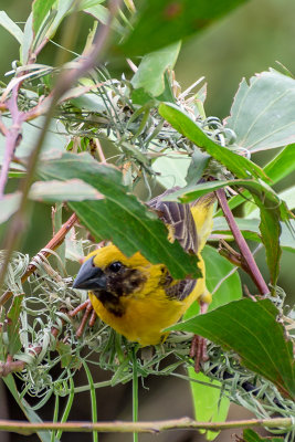 Week # 3 - Black-headed weaver