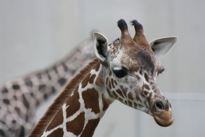 Baby giraffe - Zawadi