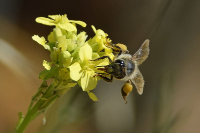 Week #4 - Bee Collecting Pollen