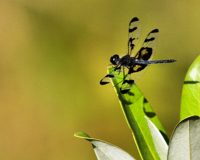 Celithemis fasciata Banded Pennant