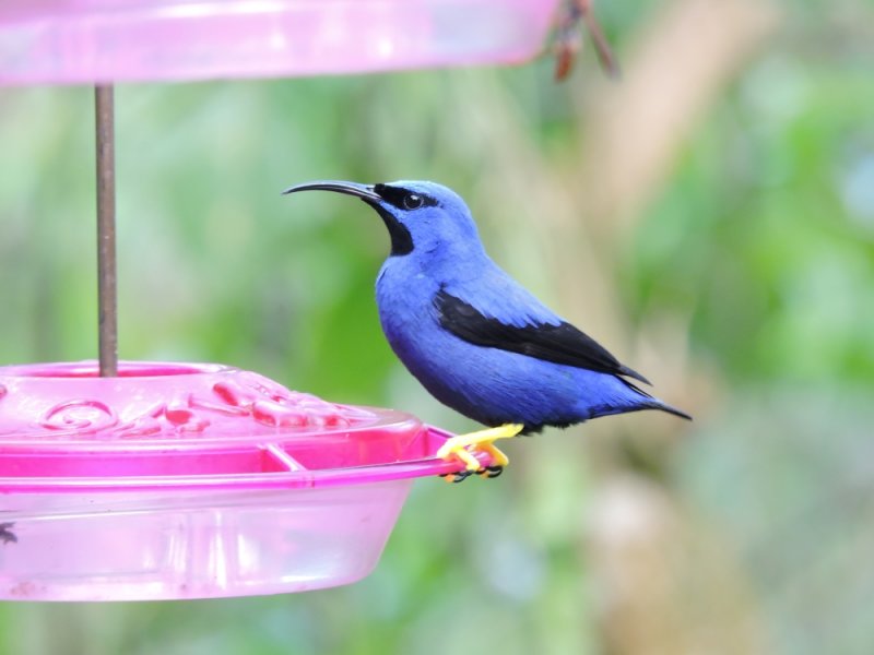 DSCN3963Barrett_20170303_387_Purple Honeycreeper.JPG