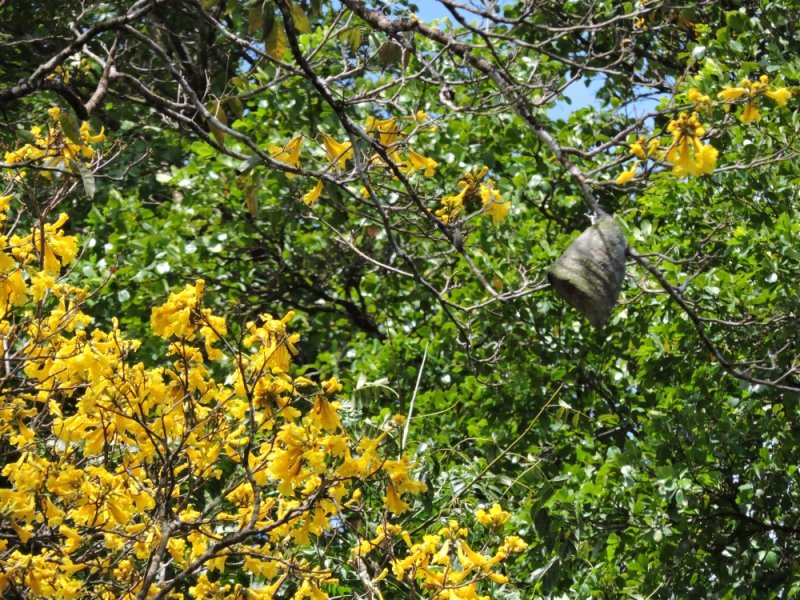 DSCN4009Barrett_20170304_422_Yellow Poui tree and bee nest.JPG