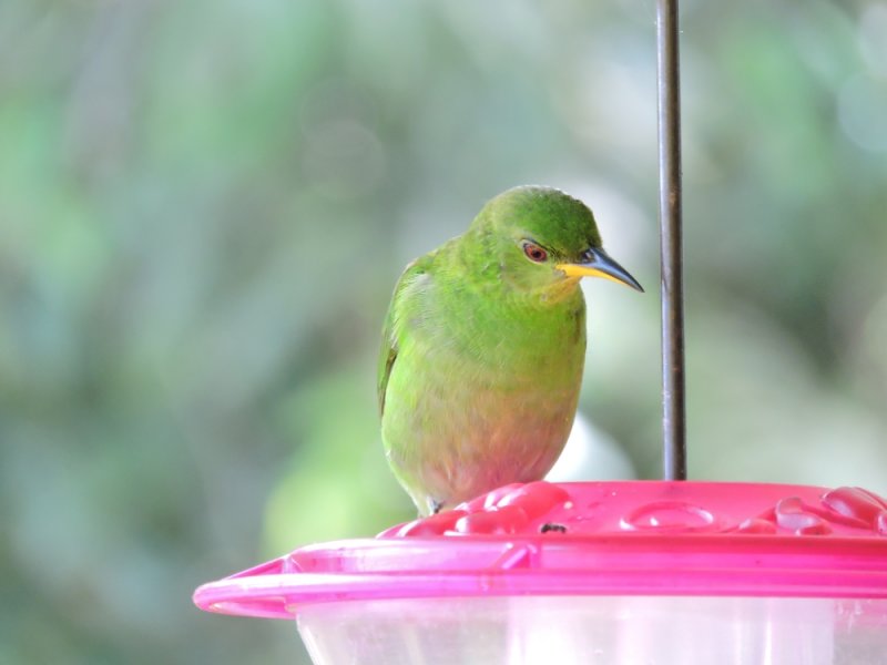 DSCN4092Barrett_20170304_483_Green Honeycreeper_female.JPG