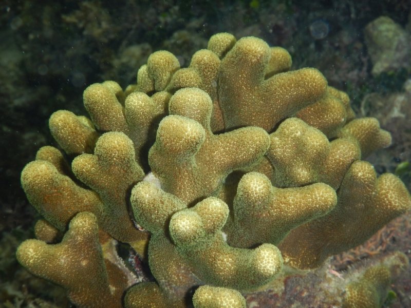 DSCN533820180202_1222_Branched Finger Coral.JPG