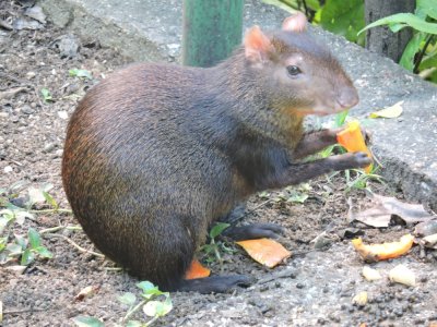 DSCN3553¸Barrett_20170302_051_Red-rumped Agouti.JPG